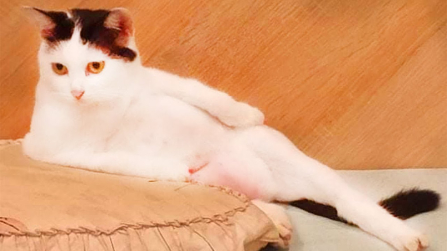 گربه خیلی ناز ویدیوهای زیبا و...