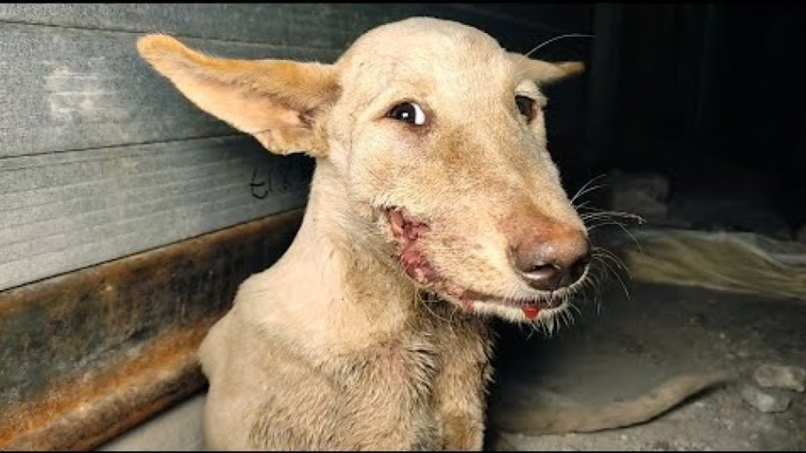 بهبودی درخشان سگ آسیب دیده با...