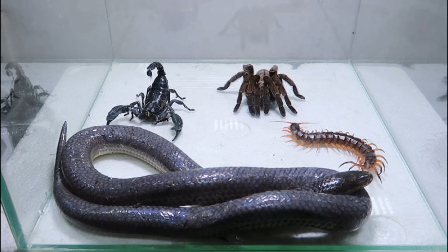 نبرد هیجان انگیز مار سمی  عقرب...