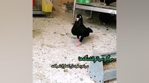 کلیپ فیلم کفتر عشقبازی