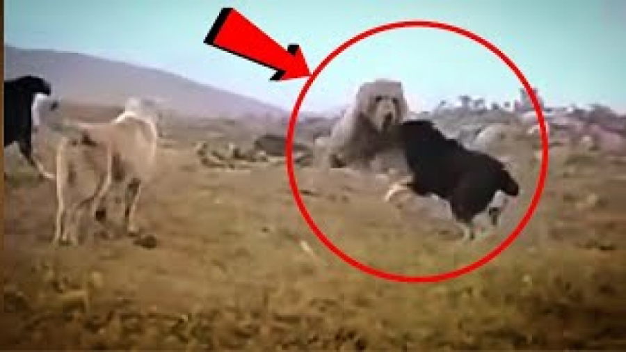 مبارزه سگ چوپان آسیای مرکزی با...