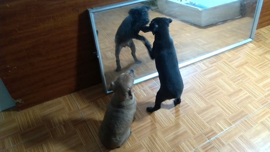 واکنش توله سگ هادر مقابل آینه...