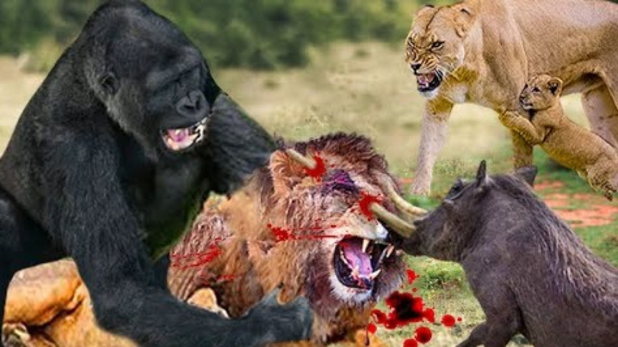 حیات وحش، حمله شیر برای شکار گ...