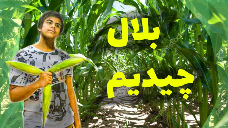 رفتیم مزرعه بلال توضیحات در مورد بلال و برداشت آن
