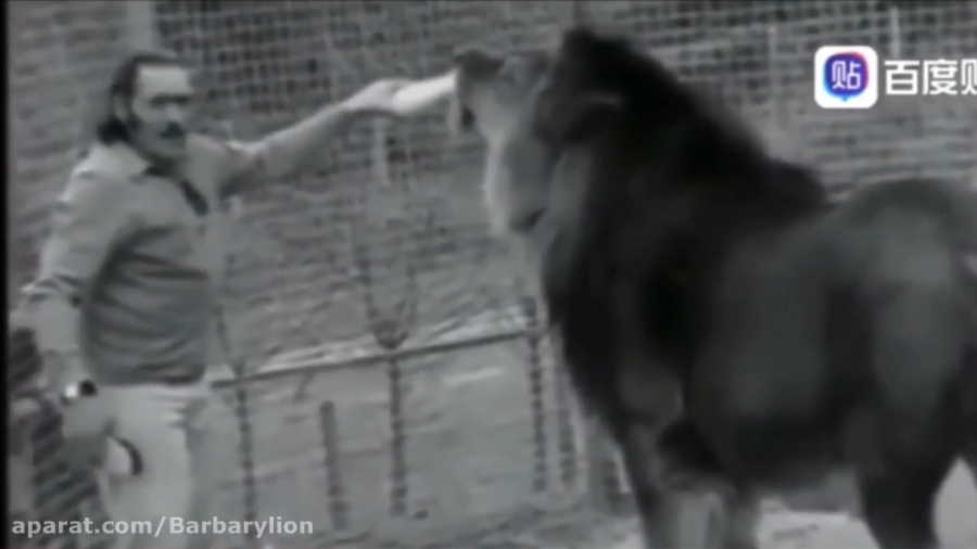 بزرگترین شیر جهان با نام سیمبا