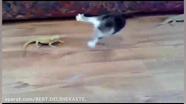 جنگ نی نی گربه با مارمولک )) خ...