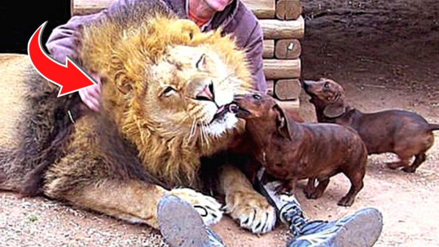 حیات وحش  حیوانات مرگبار که صم...