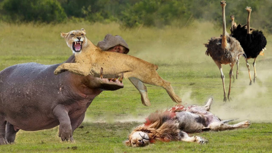 اشتباه شیر هنگام حمله به اسب آ...