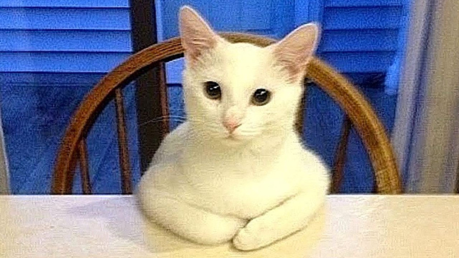 بامزه ترین حیوانات  سرگرمی با...