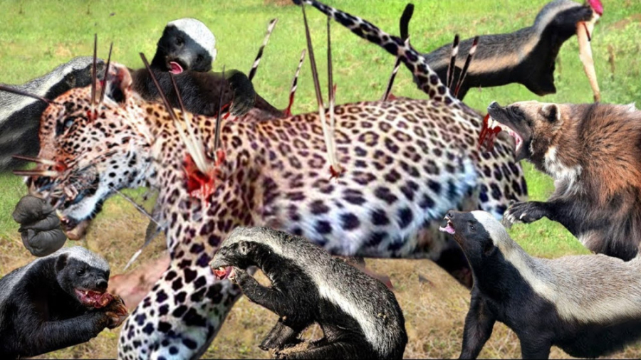 مونگوس در مقابل مار و حیوانات...