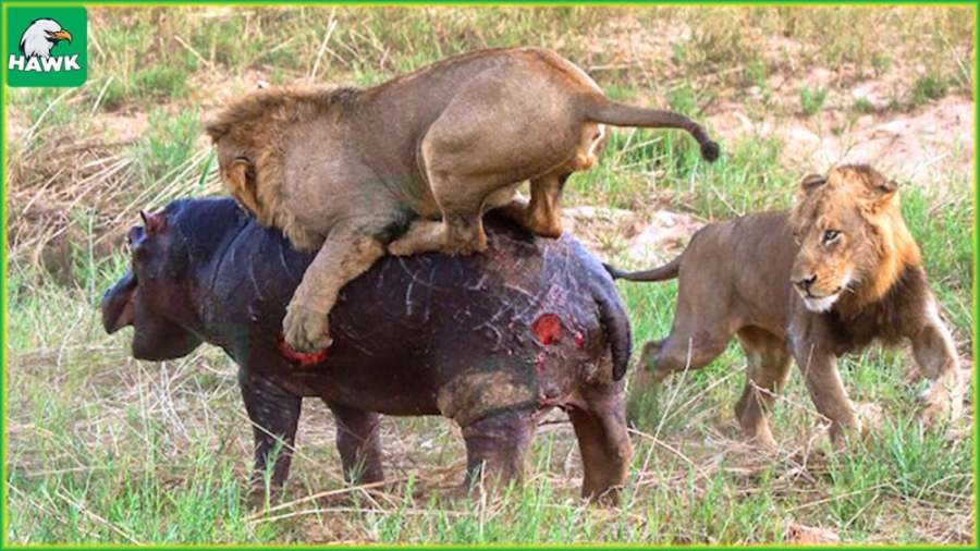 30 لحظه وحشتناک زمانی که اسب آ...