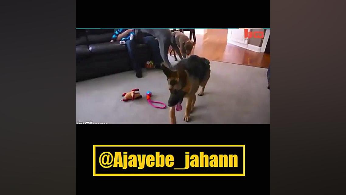 حاصل جفت گیری سگ و میمون این ح...