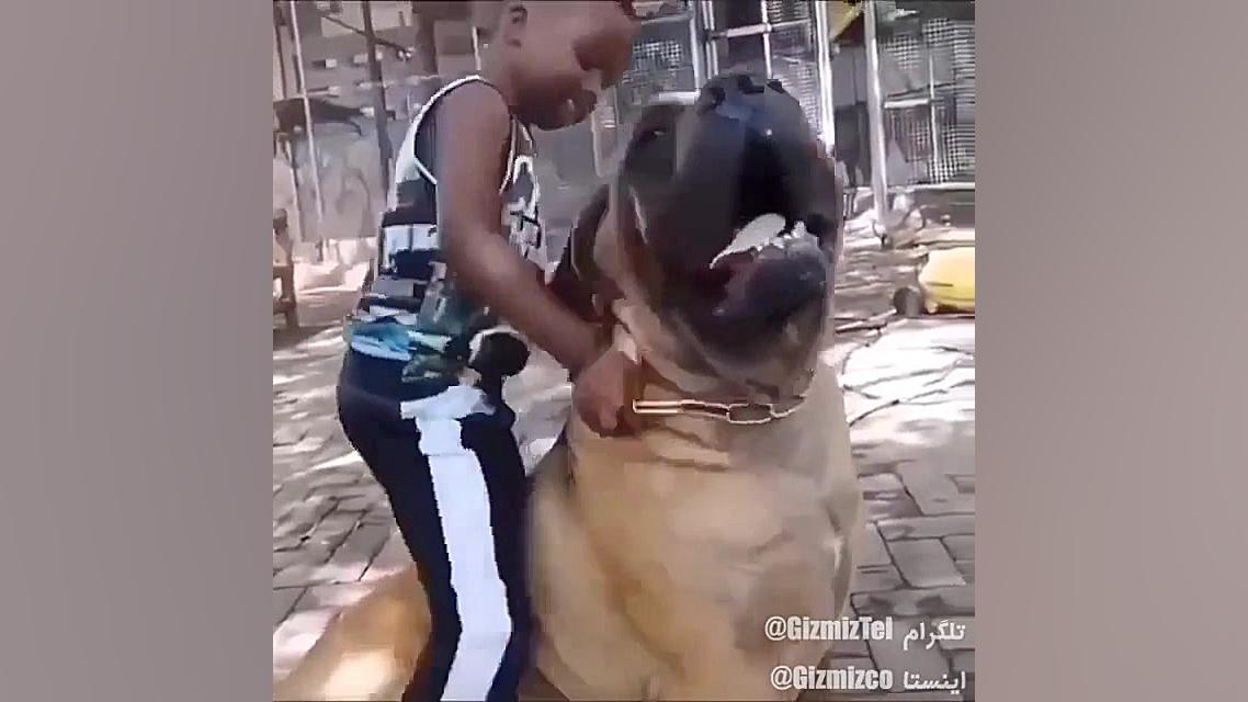 سگ‌که‌نیست‌ شتره