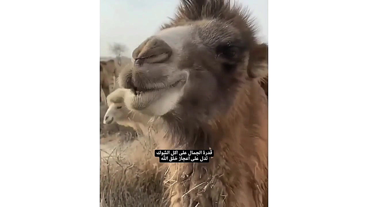 فیلم خار خوردن شتر