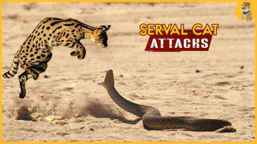 حملات برتر گربه های وحشی  شکار...