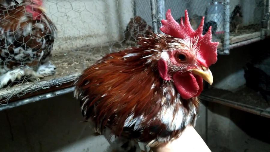 فروشی کانال (۱۰۸۰)