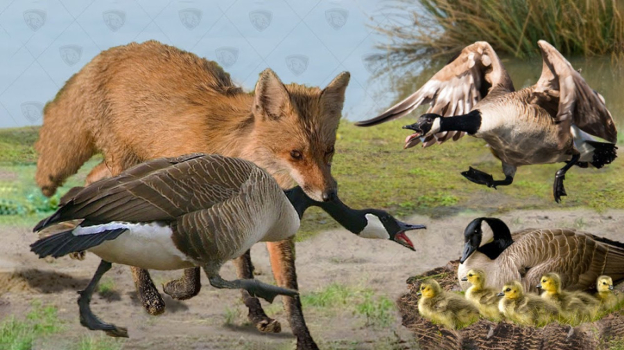 روباه حیله گر و حمله به  غاز ه...