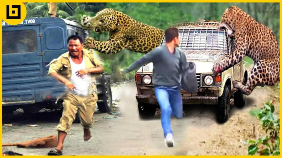 لحظات وحشتناک حمله پلنگ به انس...