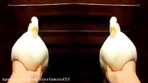 چالش سعی کن نخندی با کوروش توپ...