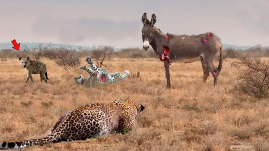 مرگبارترین حمله پلنگ در دوربین...