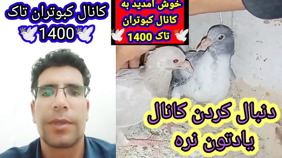 نمایشی از جوجه کبوترام