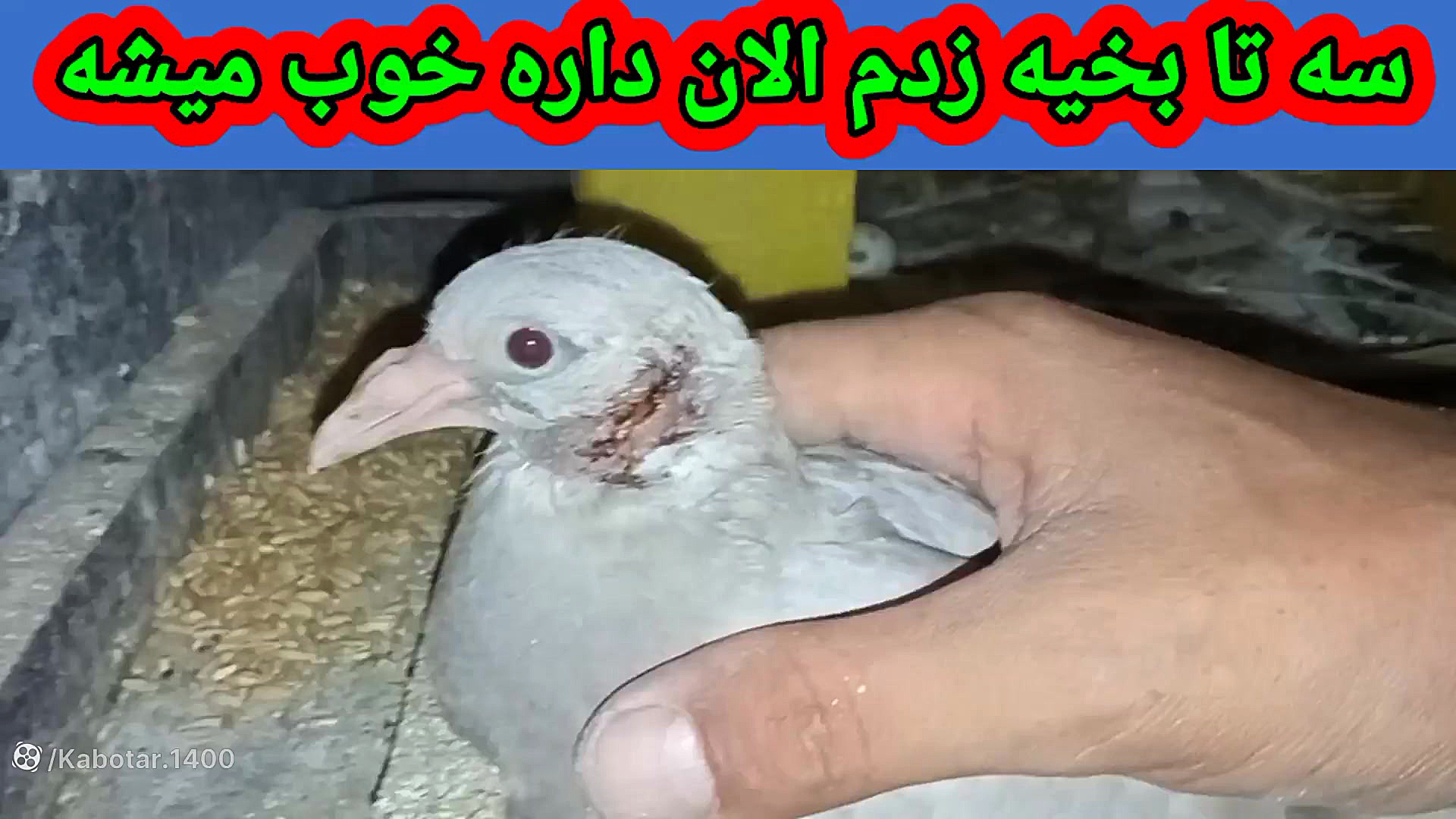 نمایشی از جوجه کبوترام