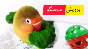 طوطی برزیلی سخنگو رقاص !