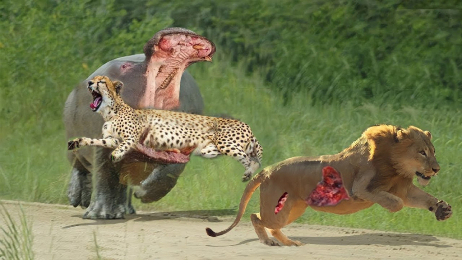 کرگدن و حمله پلنگ  نجات شیر و...