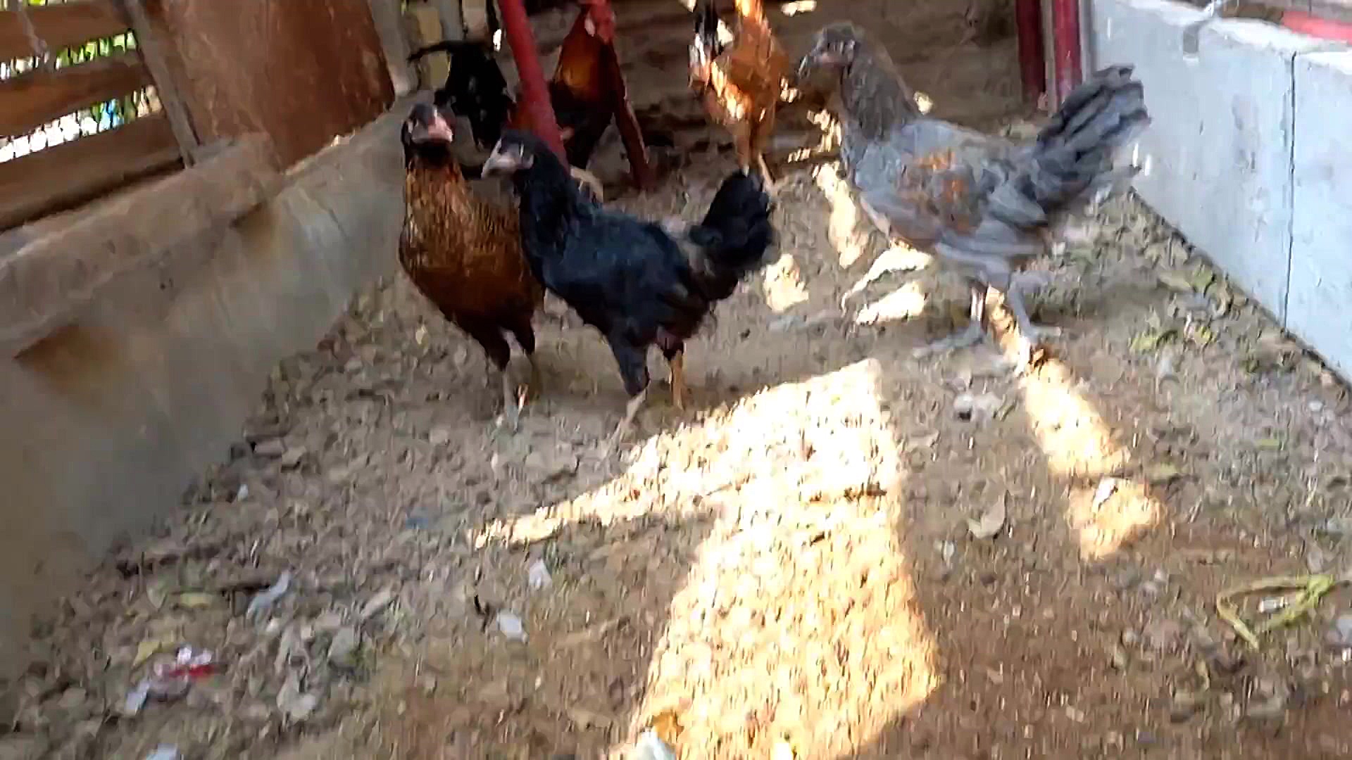 نمایشی کوتاه از مرغ و خروس