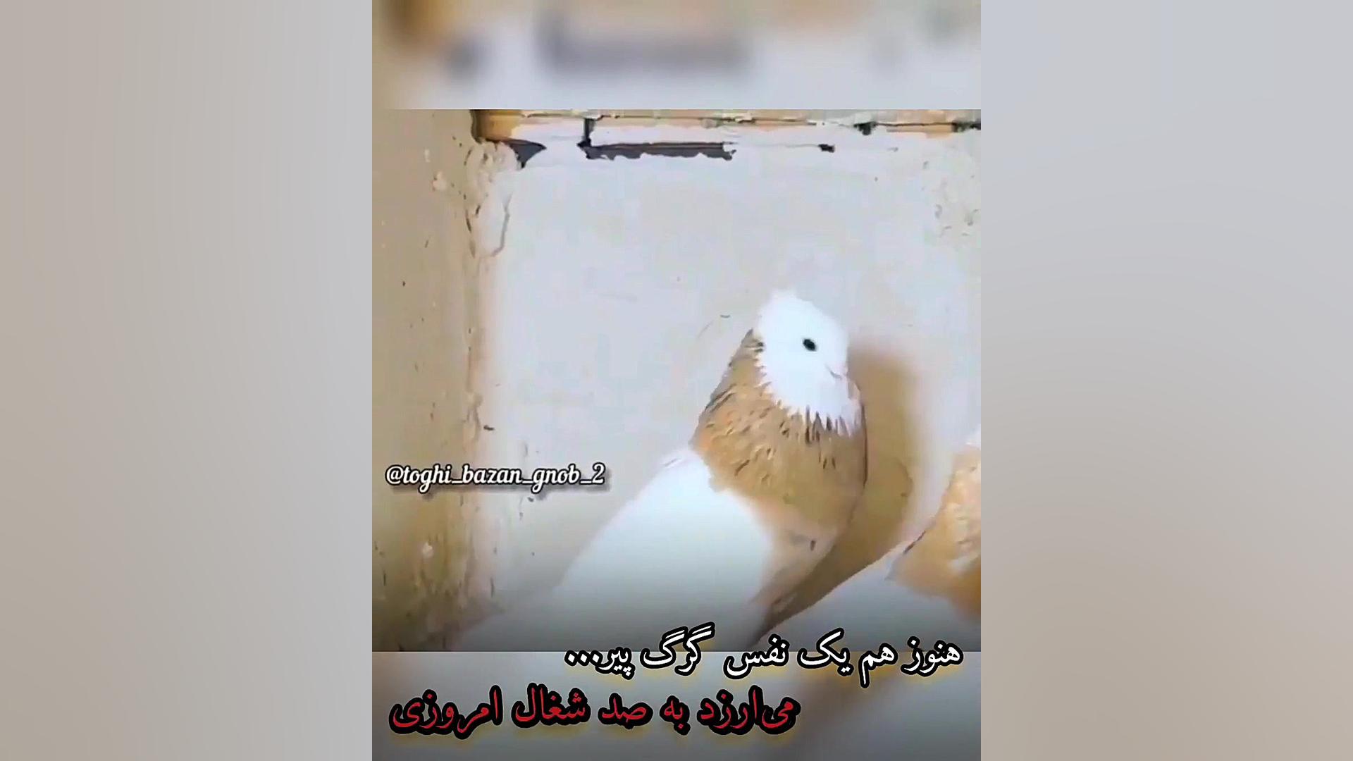کبوتر طوقی مست(جوجه کشی)(پرشی)...