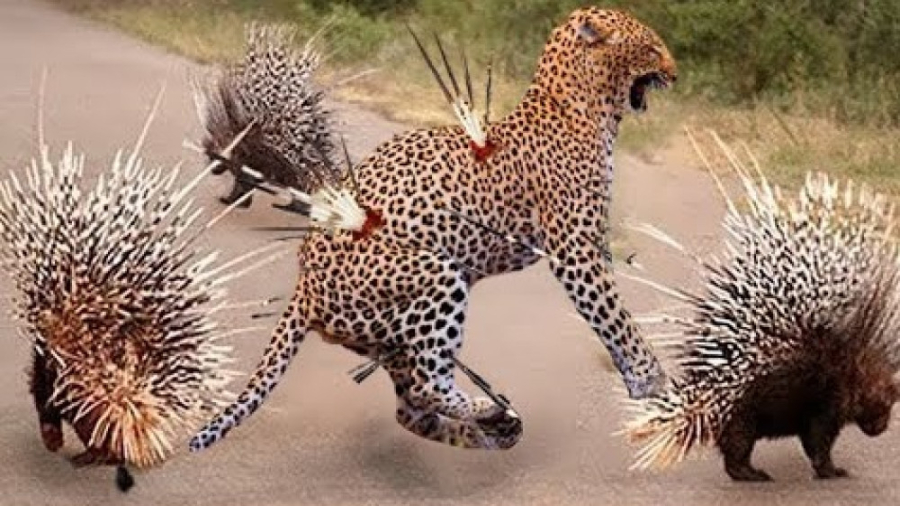 حیات وحش، عاقبت تلخ پلنگ و سگ...