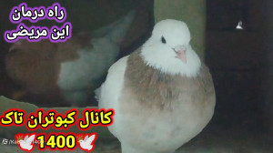 درمان آسان خلت گلوی کبوتر