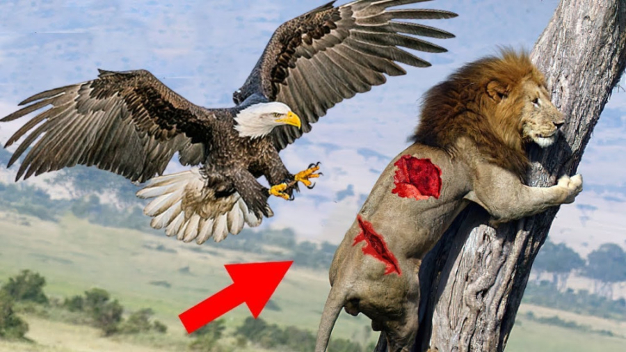 عقاب های عصبانی در مقابل شیر...