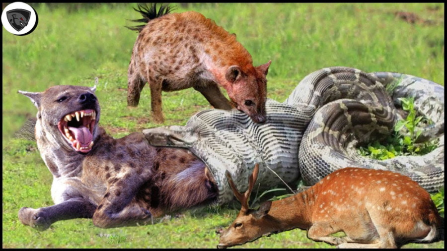 کفتار وحشی در مقابل مار پیتون...