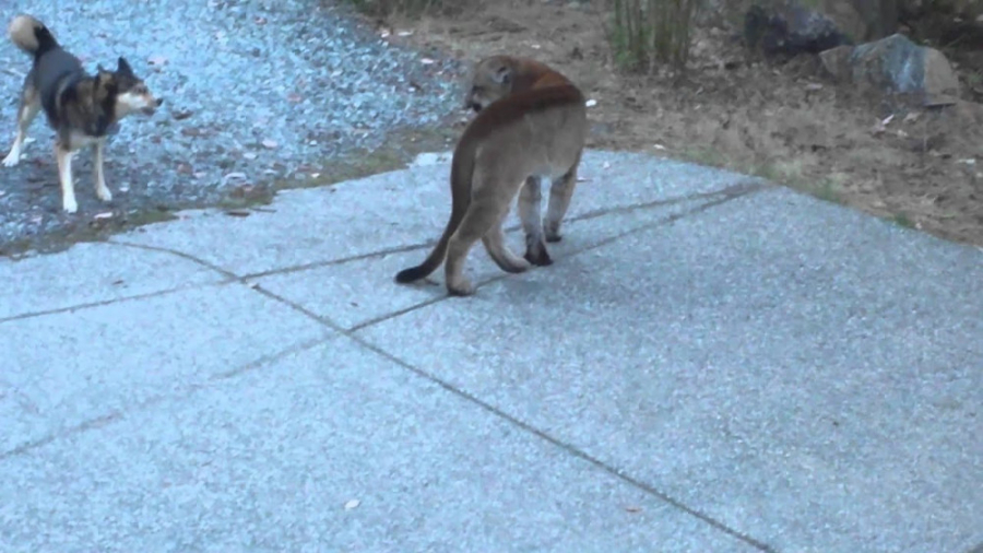 شیر کوهی گرسنه در مقابل سگ های...