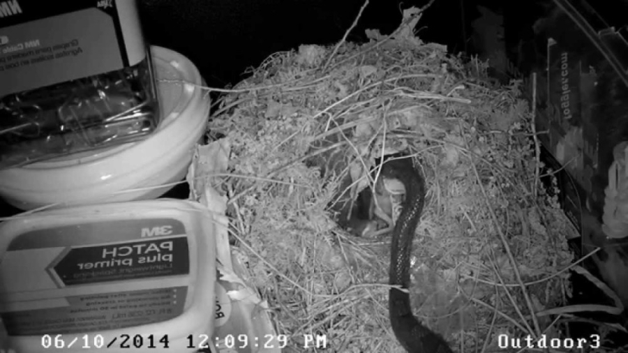 حمله مار دیدنی  نفوذ مار در لا...