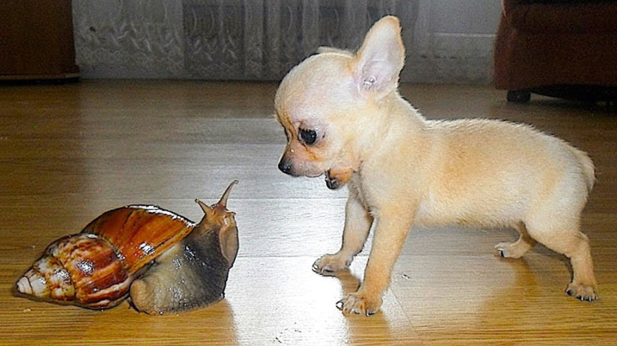 مجموعه فیلم های زیبا و خنده دا...