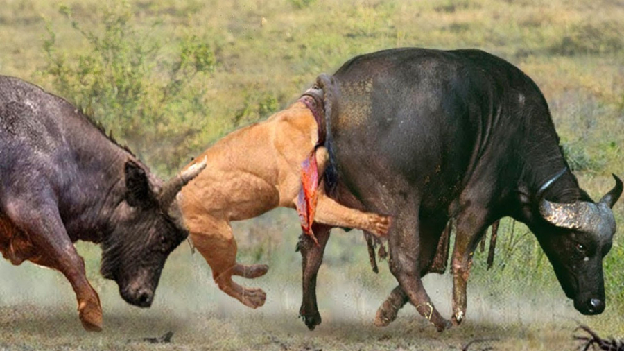 شیر و بوفالو تنها در میان گله...