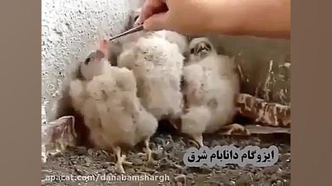 این ویدیو حاوی رادیواکتیو است.