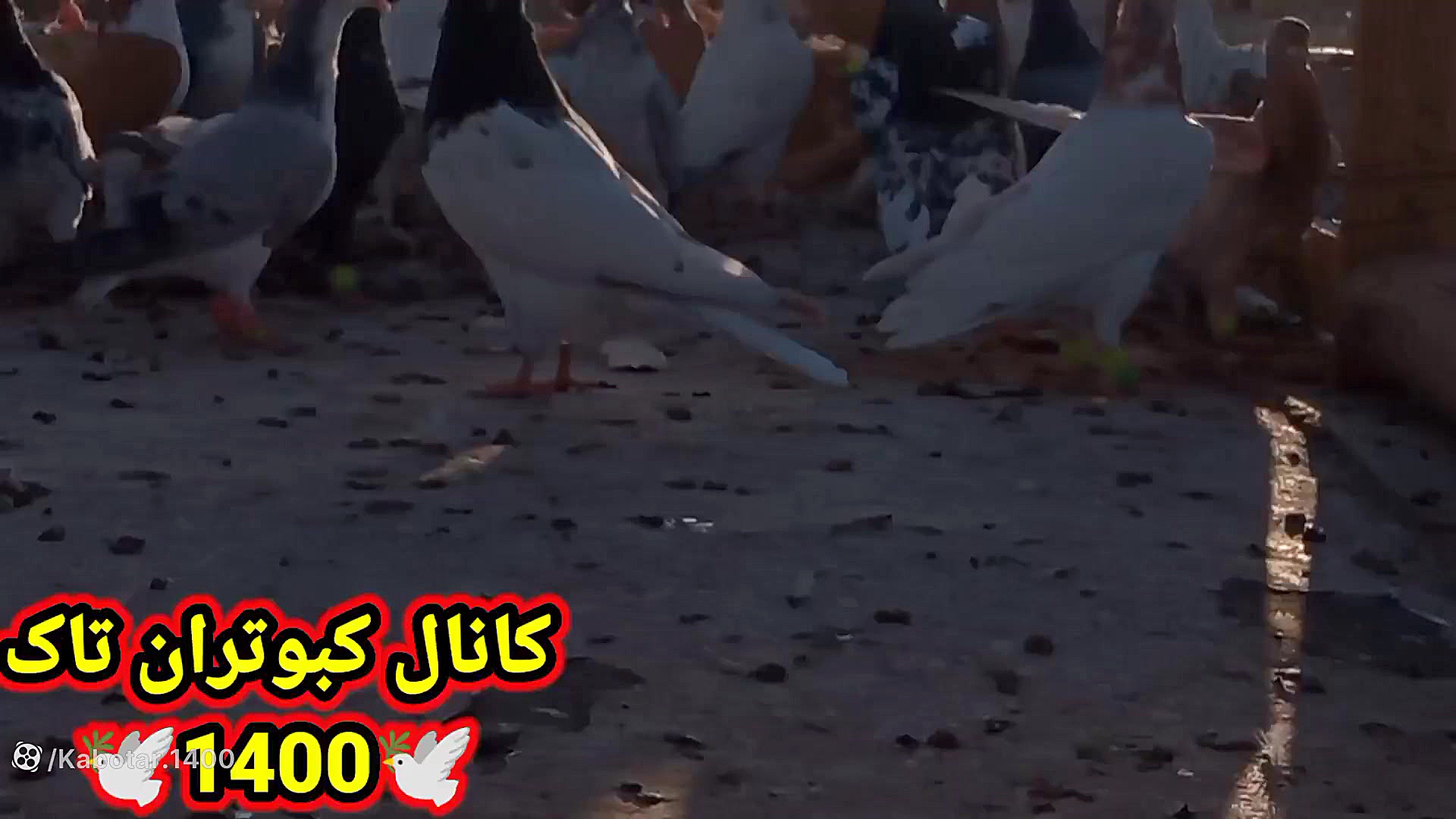 آموزش زدن واکسن پیشگیری نیوکاس...