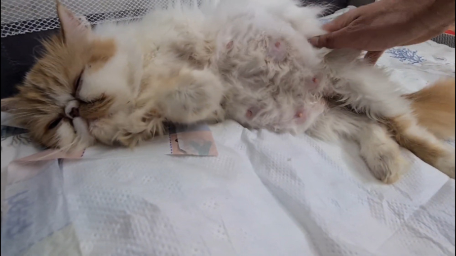 زایمان گربه خانگی خیلی کوکول م...