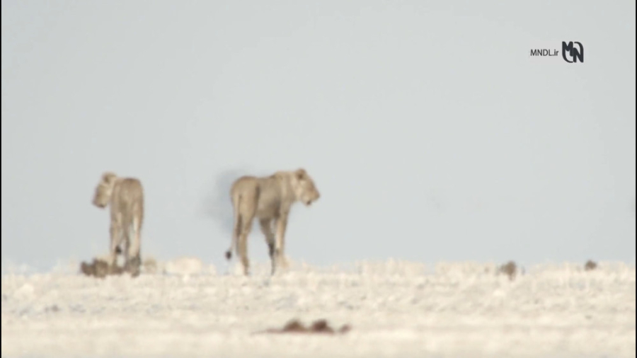 مستند اوکاوانگو رودخانه رویاها...