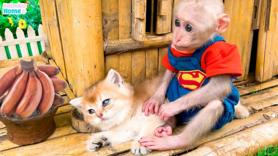 میمون باهوش به بچه گربه ها کمک...