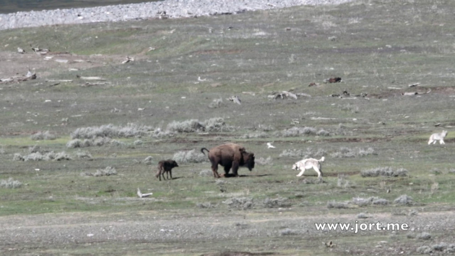 جنگ دیدنی گرگ و گاومیش کوهان د...