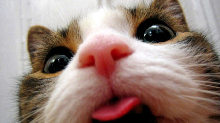 مجموعه میم های گربه خنده دار س...