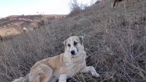 گوسفند در طبیعت زیبا استان گلس...