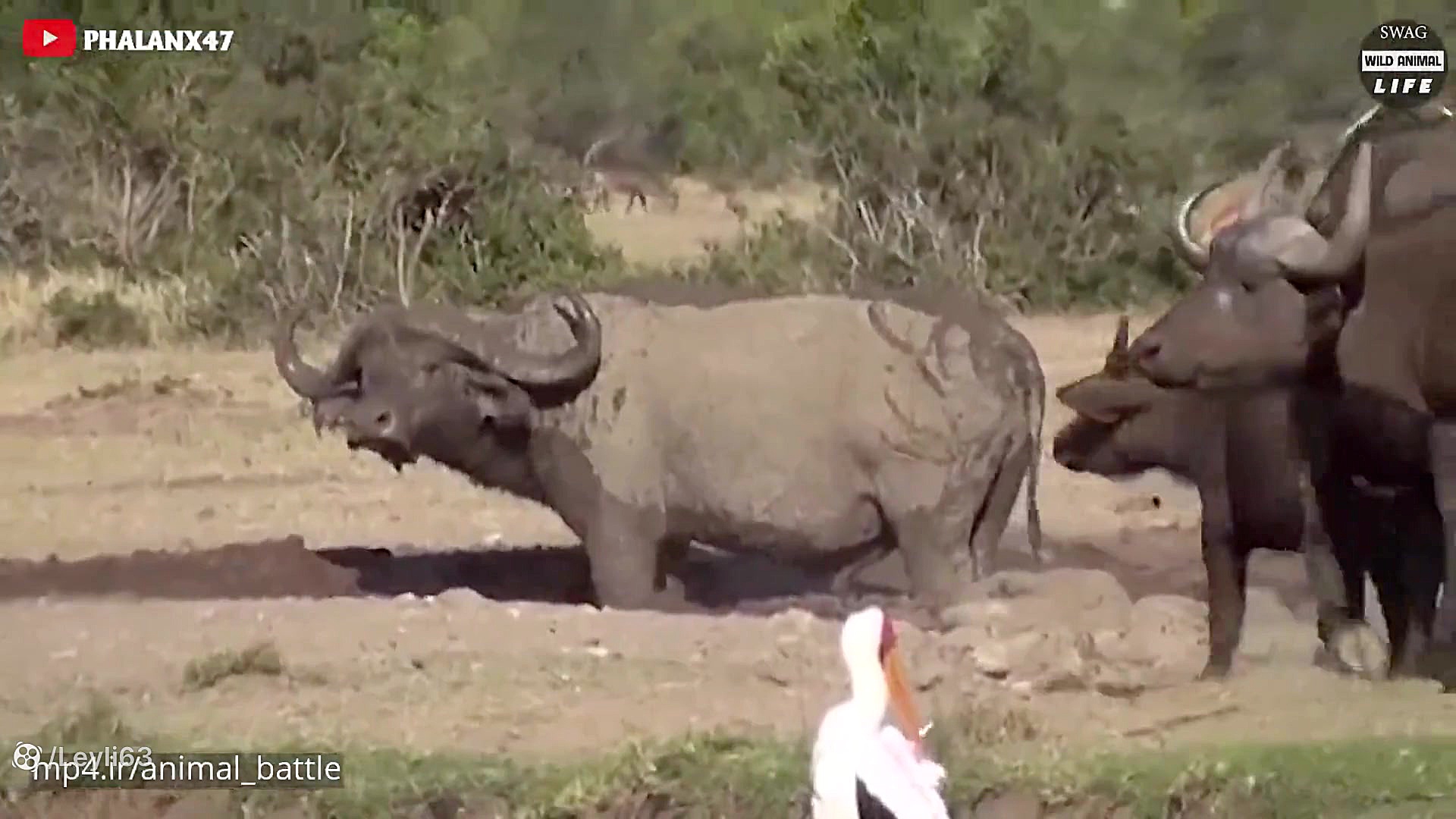 حیات وحش  لحظه وحشتناک گیر کرد...