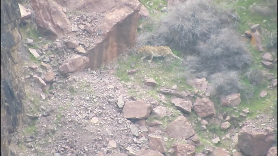 پلنگ ایرانی  کلیپ پلنگ ایرانی...