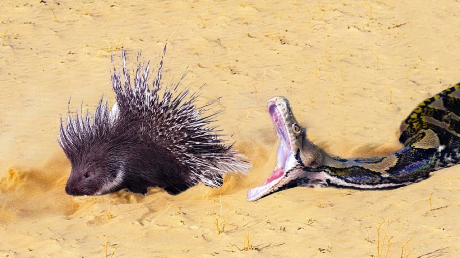 حیات وحش  جنگ و دعوای مرگبار ح...