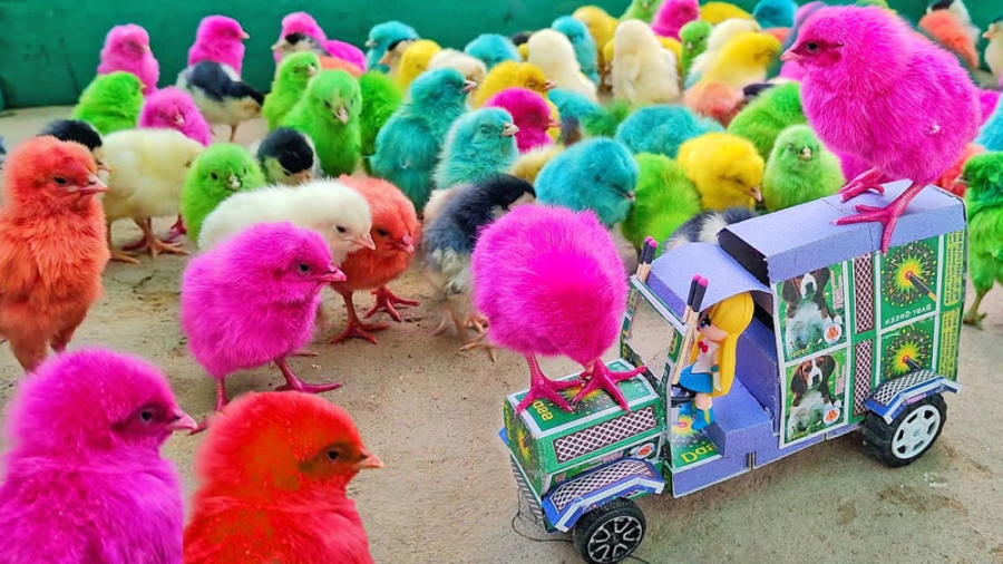 3 دقیقه با جوجه رنگی های بامزه